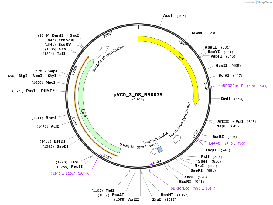 249900-plasmid-map-sequence-id-508029