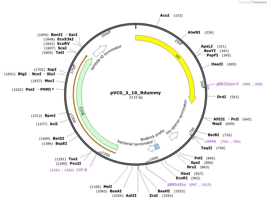 249902-plasmid-map-sequence-id-508031