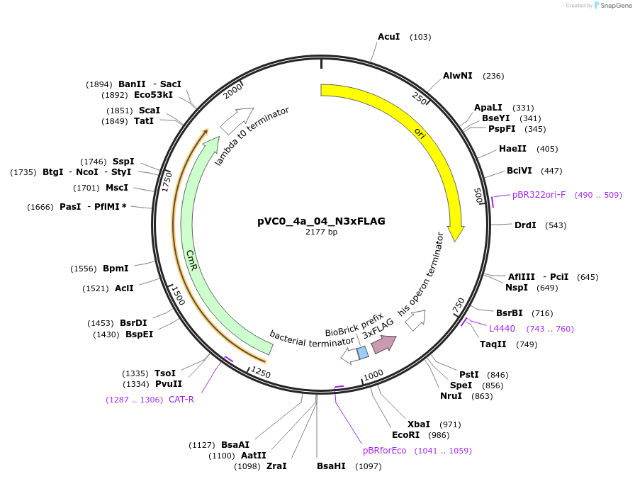 249903-plasmid-map-sequence-id-508032