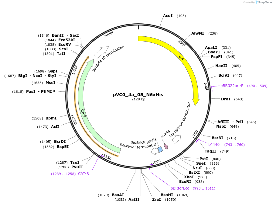 249904-plasmid-map-sequence-id-508033