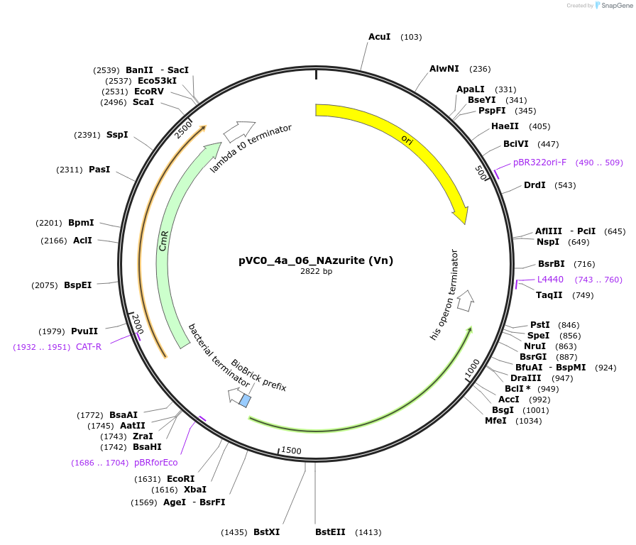 249905-plasmid-map-sequence-id-508034