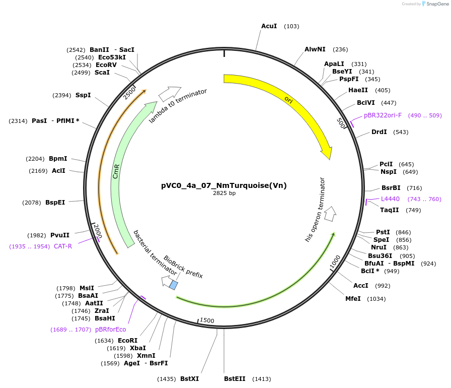 249906-plasmid-map-sequence-id-508035