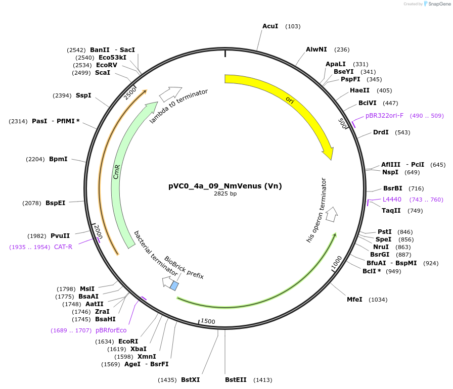 249907-plasmid-map-sequence-id-508036