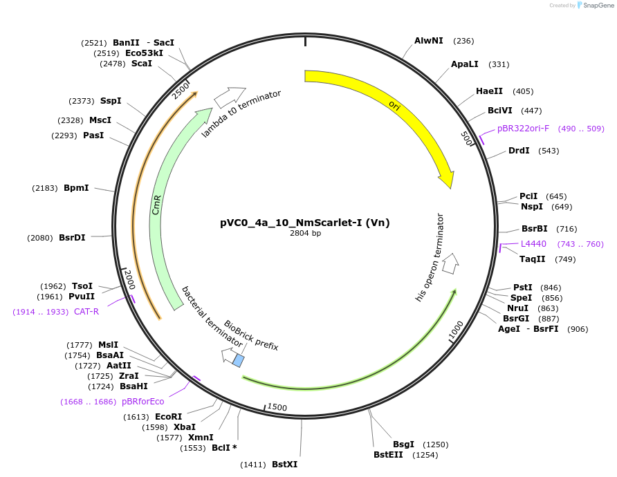 249908-plasmid-map-sequence-id-508037