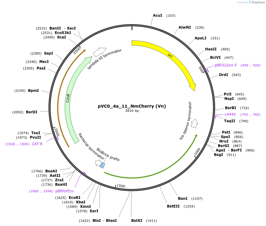249909-plasmid-map-sequence-id-508038