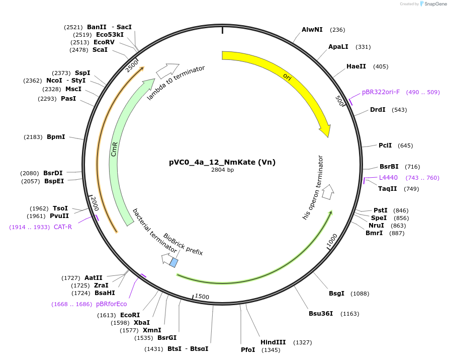 249910-plasmid-map-sequence-id-508039