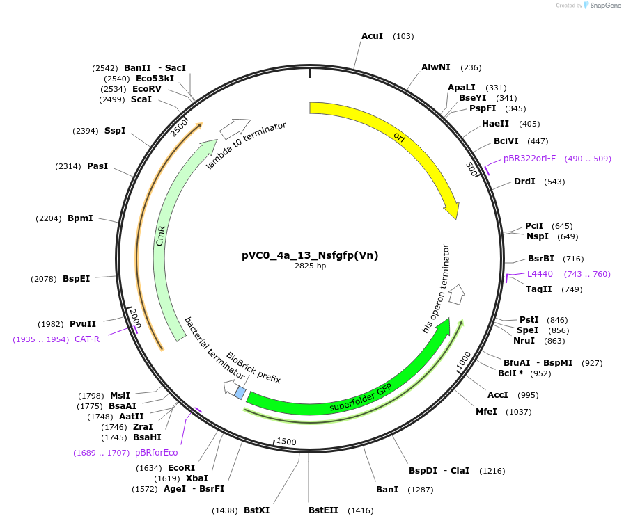 249911-plasmid-map-sequence-id-508040