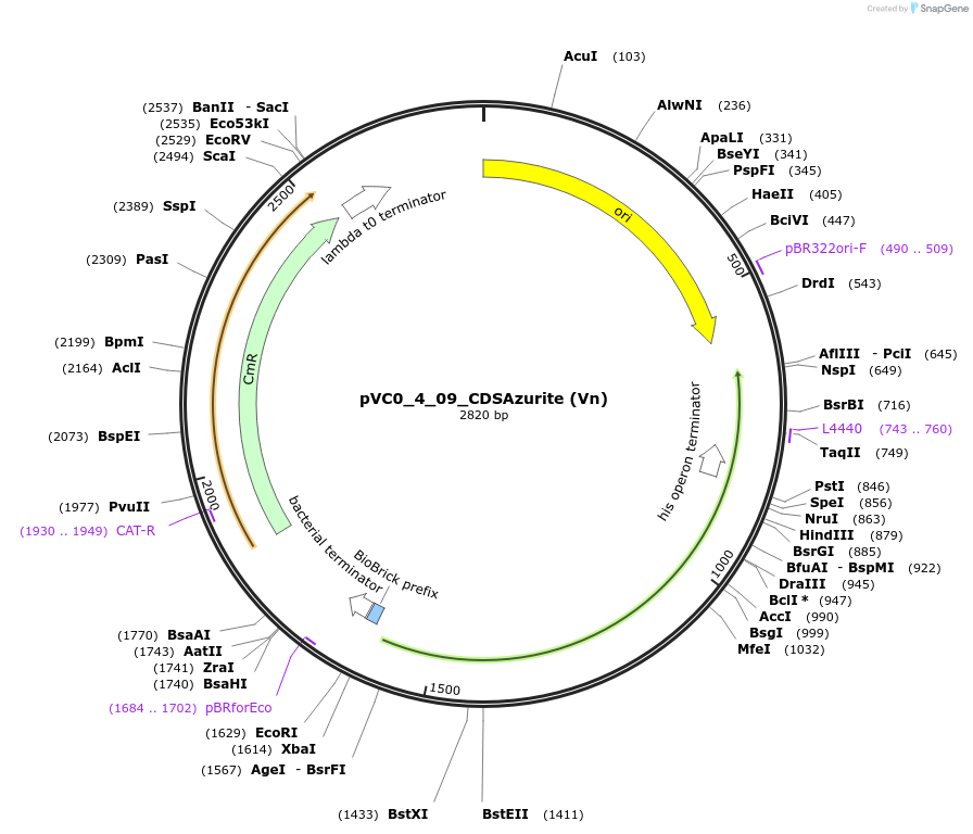 249913-plasmid-map-sequence-id-508041