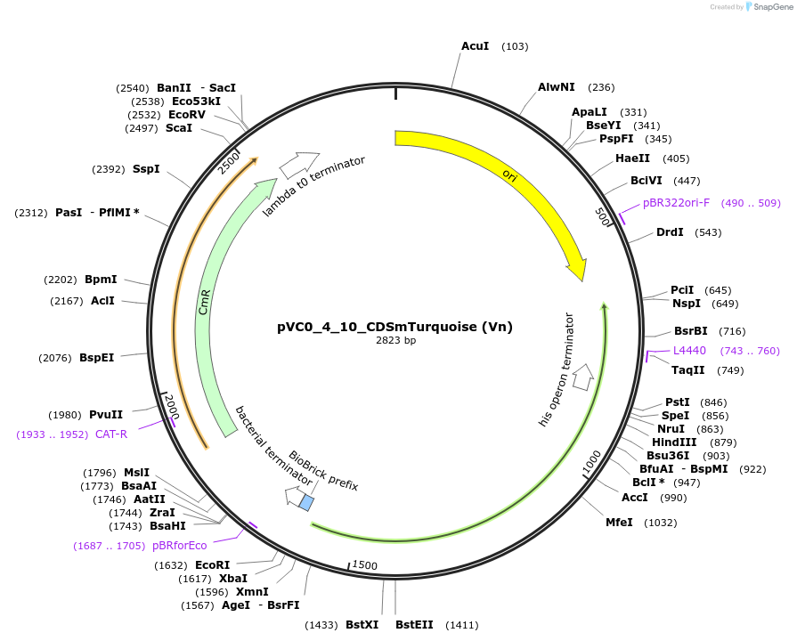 249914-plasmid-map-sequence-id-508042