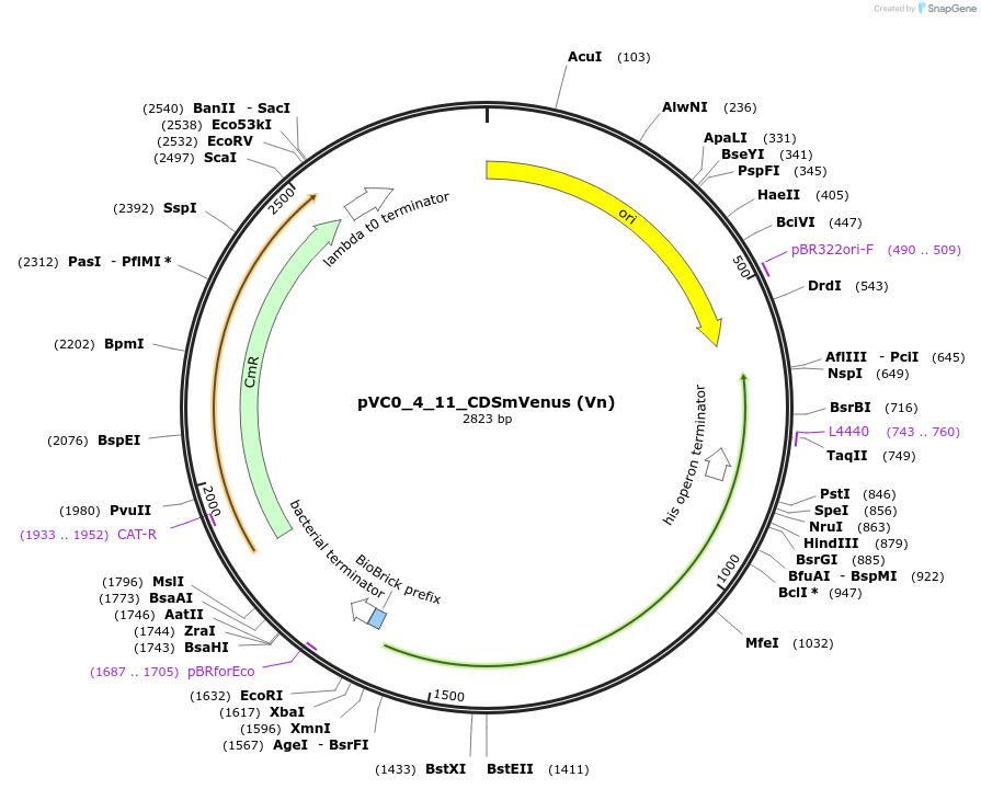 249915-plasmid-map-sequence-id-508043