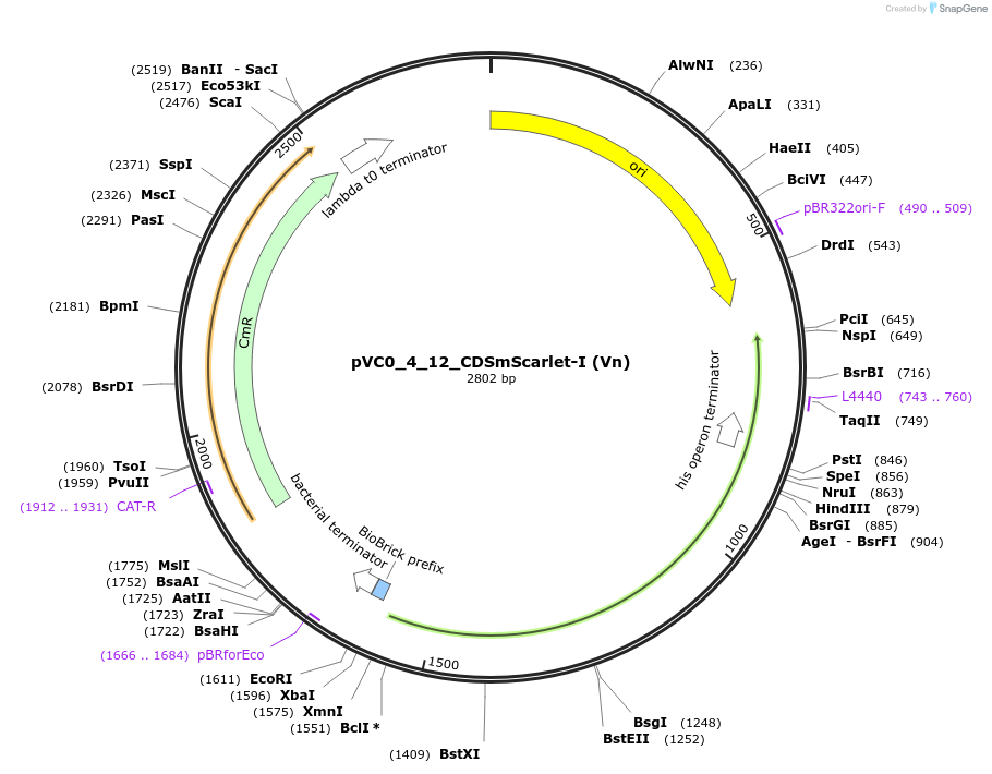 249916-plasmid-map-sequence-id-508044