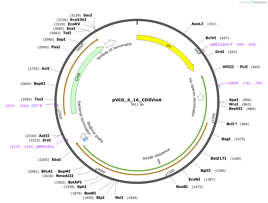 249919-plasmid-map-sequence-id-508047