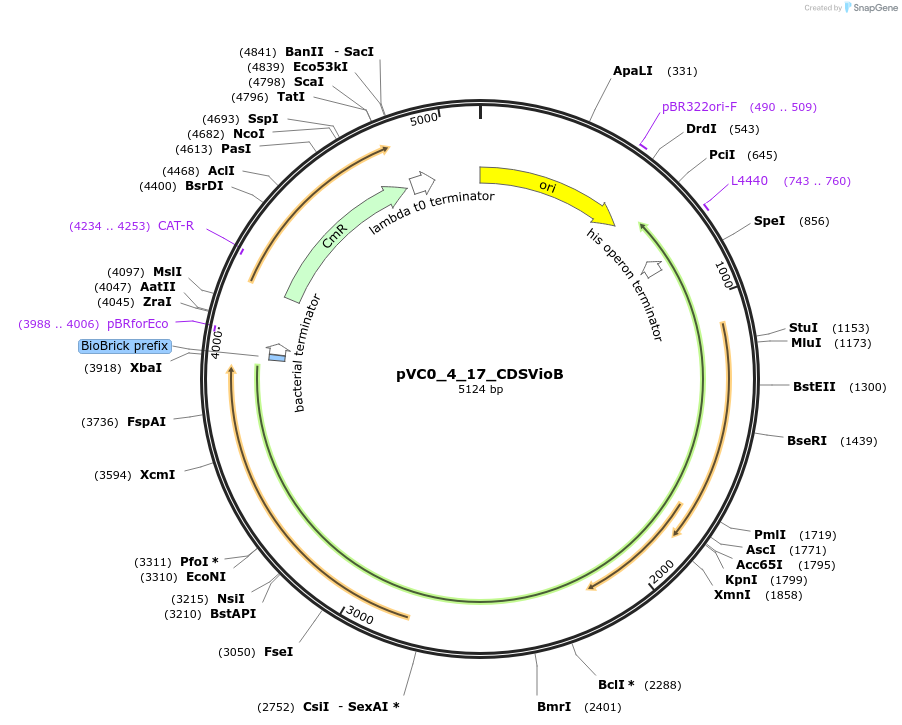 249920-plasmid-map-sequence-id-508048
