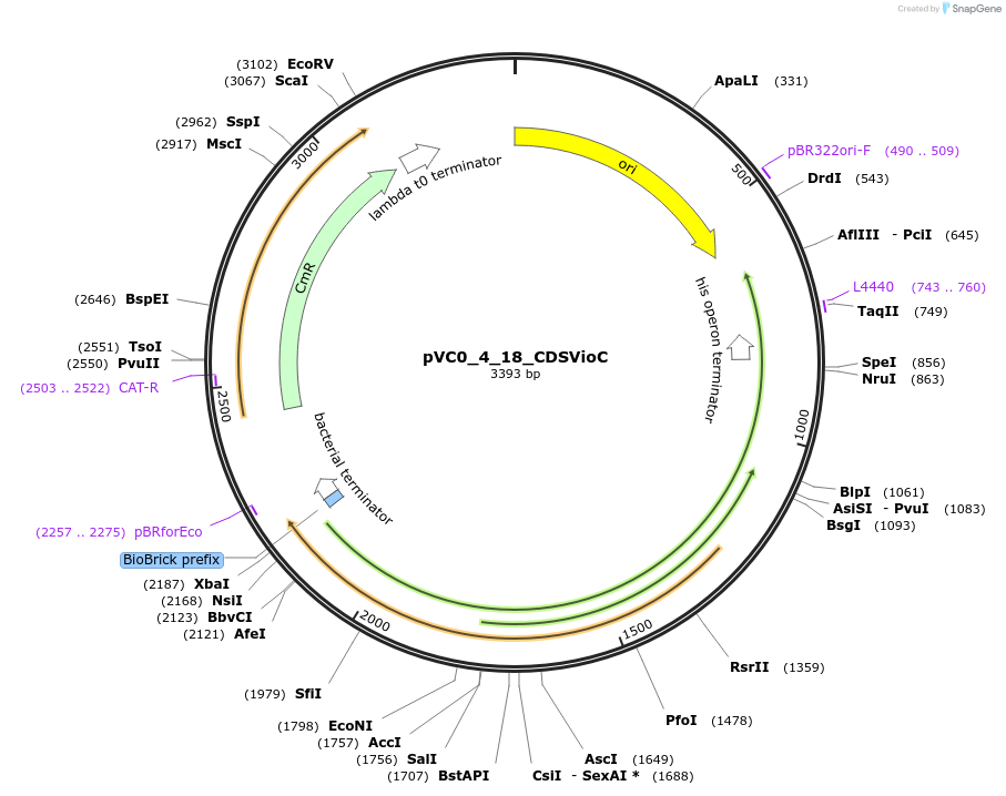 249921-plasmid-map-sequence-id-508049