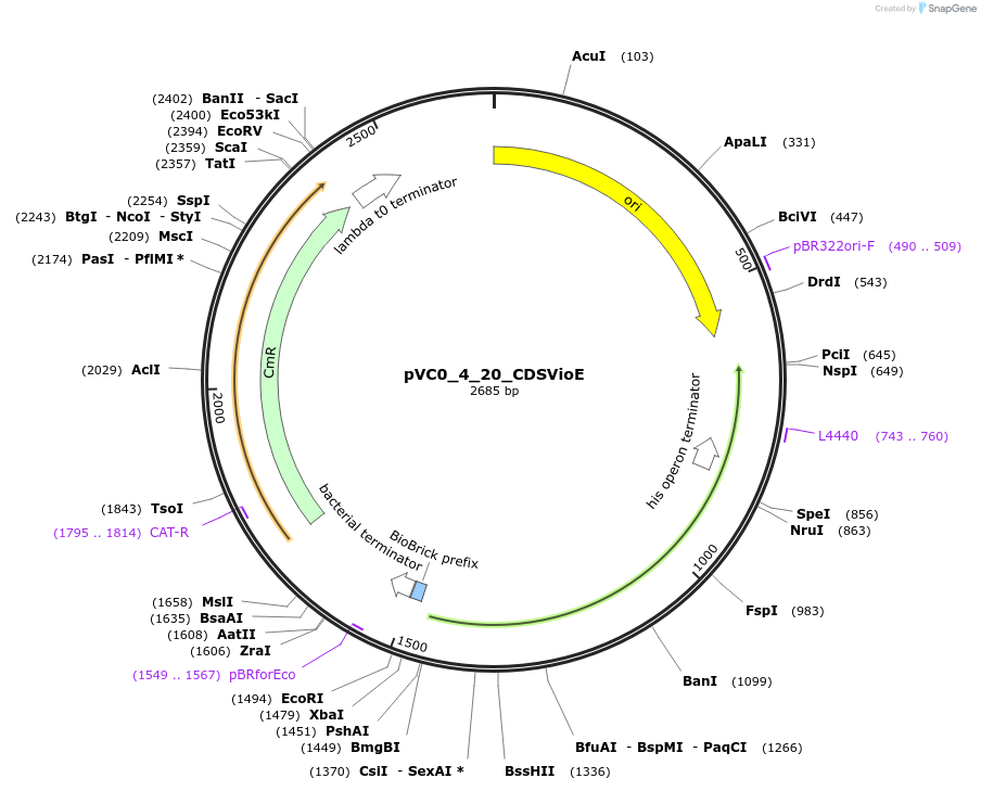 249922-plasmid-map-sequence-id-508050