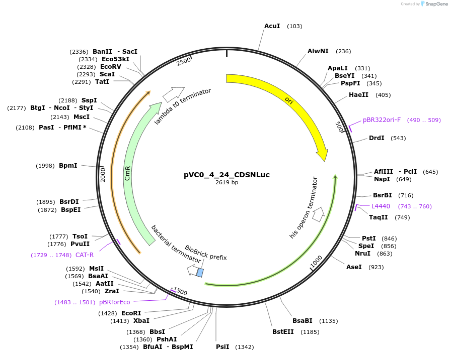 249923-plasmid-map-sequence-id-508051