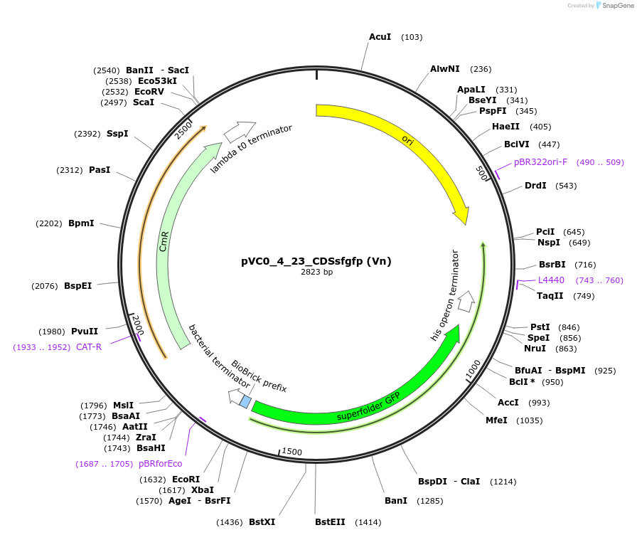 249924-plasmid-map-sequence-id-508052