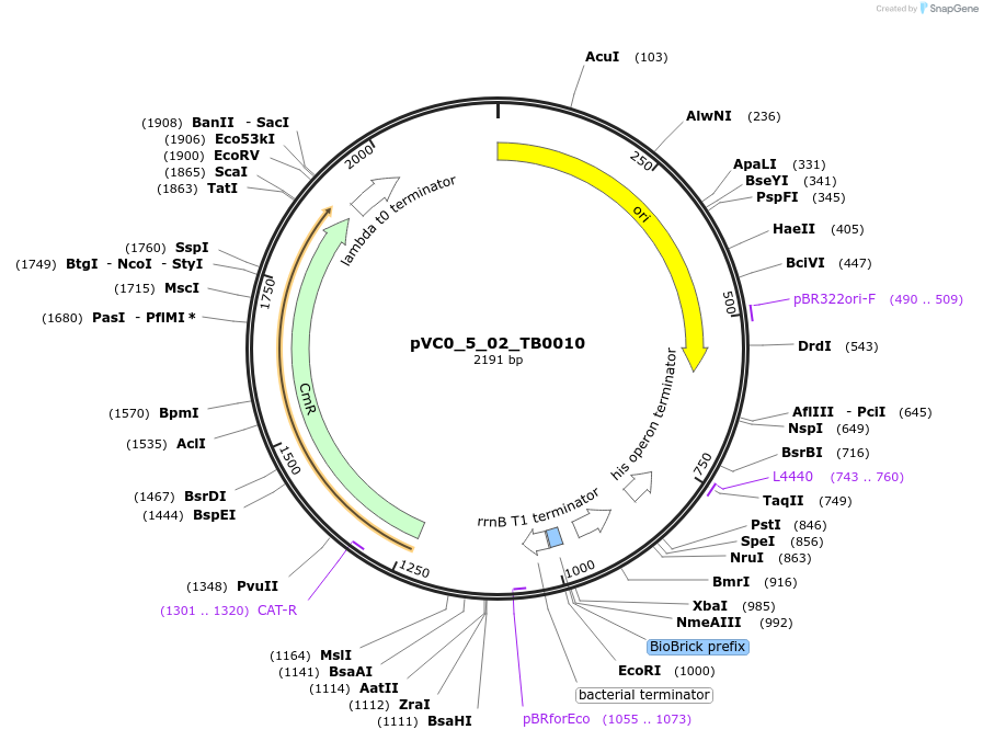 249925-plasmid-map-sequence-id-508053