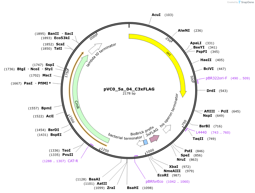 249936-plasmid-map-sequence-id-508064