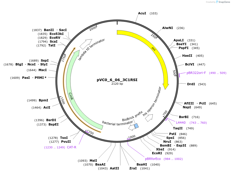 249966-plasmid-map-sequence-id-508067