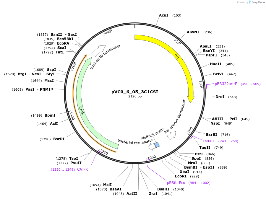 249965-plasmid-map-sequence-id-508068