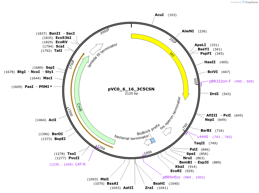 249973-plasmid-map-sequence-id-508070