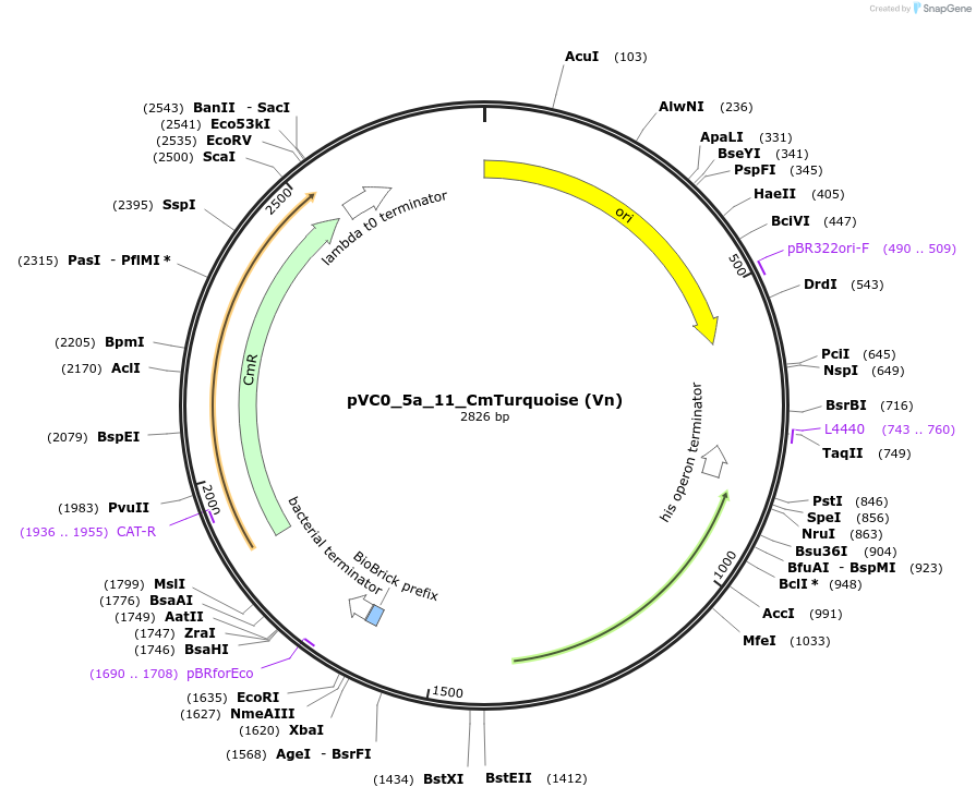 249943-plasmid-map-sequence-id-508071