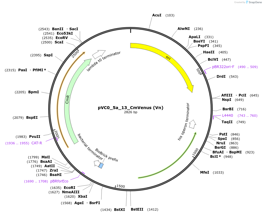 249944-plasmid-map-sequence-id-508072