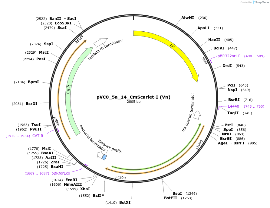 249945-plasmid-map-sequence-id-508073