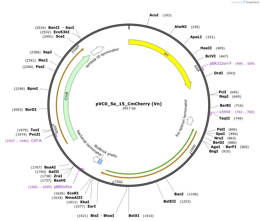 249946-plasmid-map-sequence-id-508074