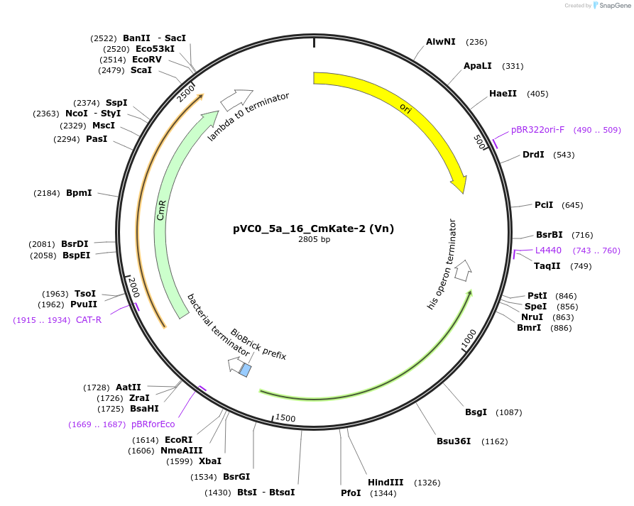 249947-plasmid-map-sequence-id-508075