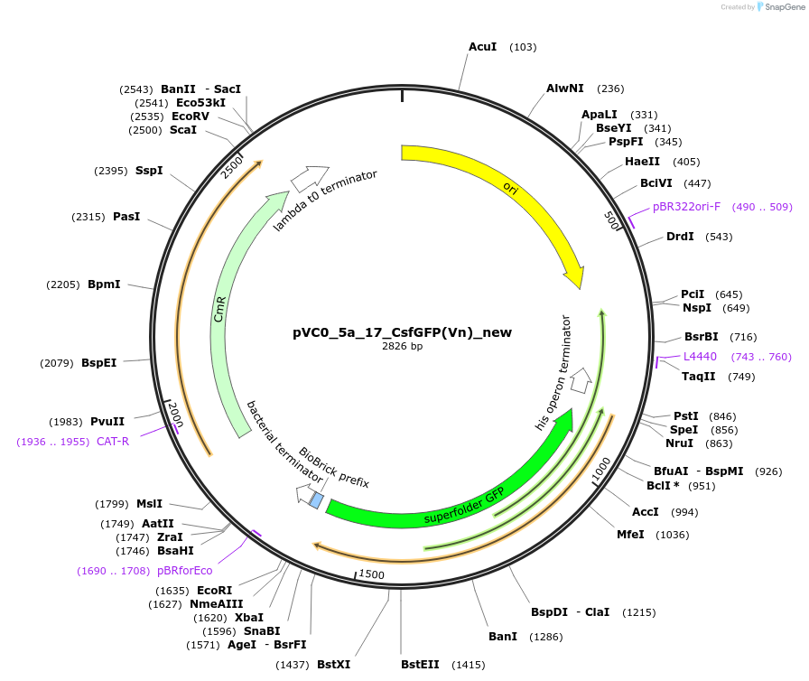 249948-plasmid-map-sequence-id-508076