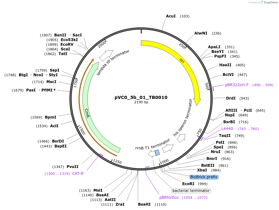 249949-plasmid-map-sequence-id-508077