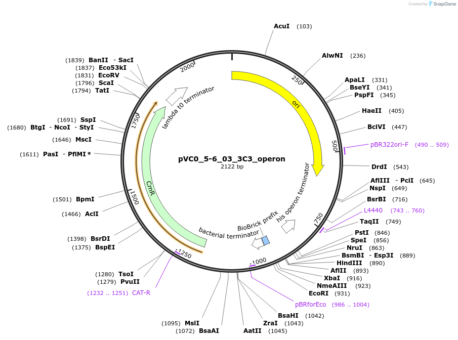 249961-plasmid-map-sequence-id-508083
