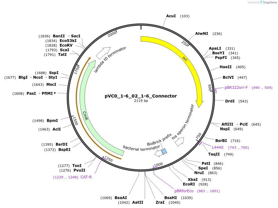 249999-plasmid-map-sequence-id-508084