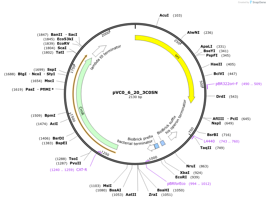 249976-plasmid-map-sequence-id-508085