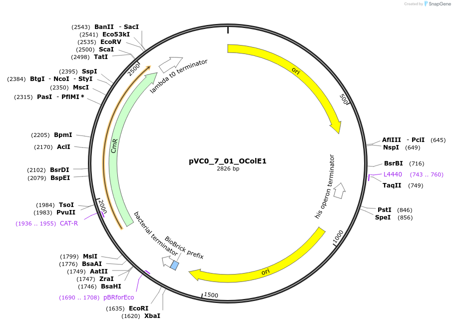 249977-plasmid-map-sequence-id-508086