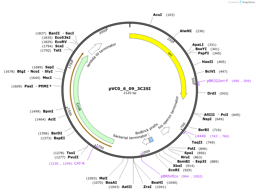 249968-plasmid-map-sequence-id-508088