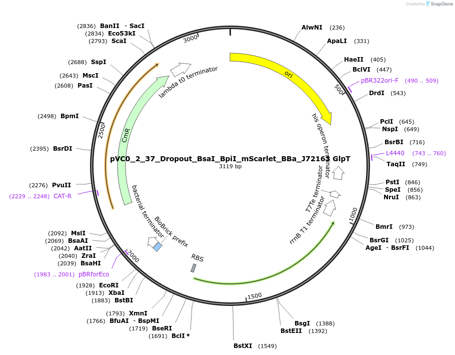 249992-plasmid-map-sequence-id-508092