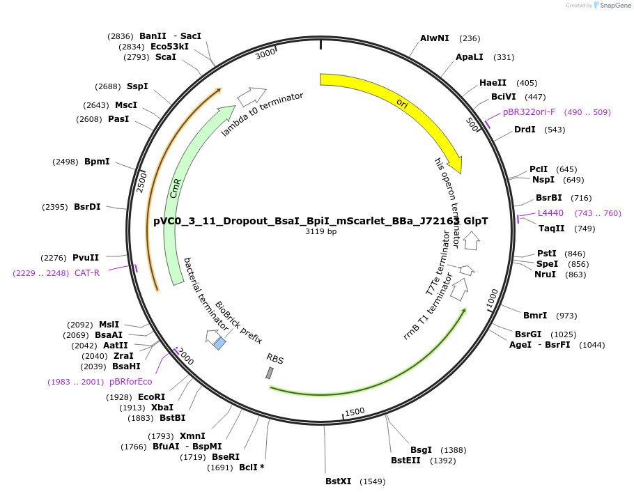 249994-plasmid-map-sequence-id-508093