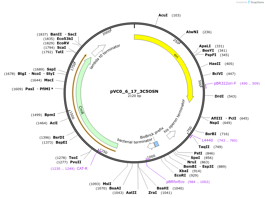 249974-plasmid-map-sequence-id-508094