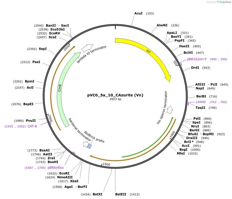 249942-plasmid-map-sequence-id-508099