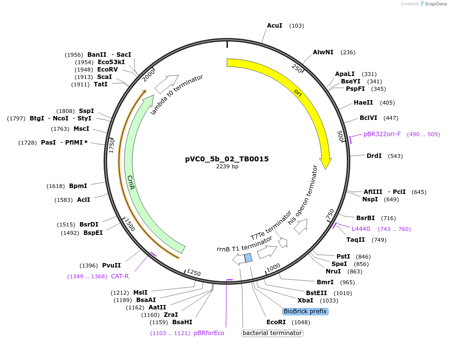 249950-plasmid-map-sequence-id-508100