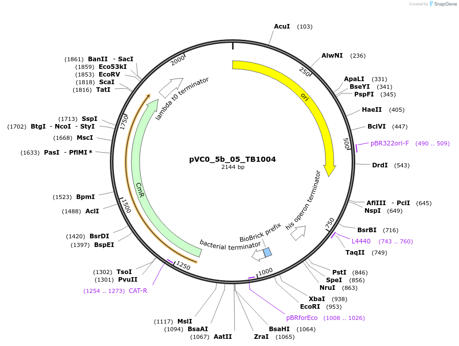 249953-plasmid-map-sequence-id-508103