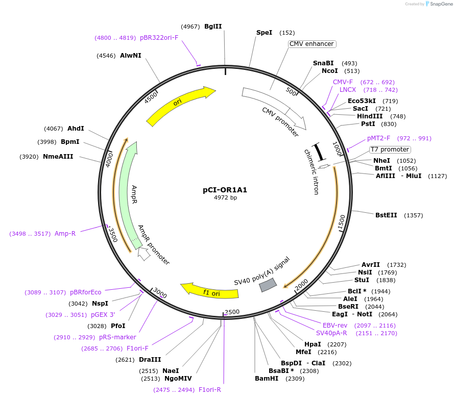 22319-plasmid-map-sequence-id-508109