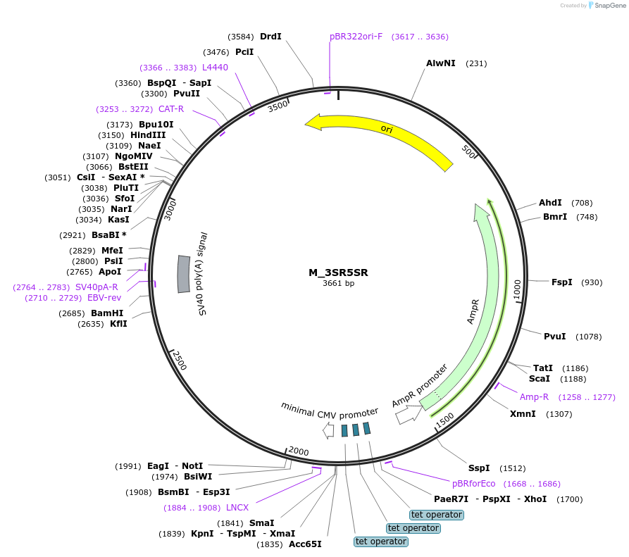 249779-plasmid-map-sequence-id-508110