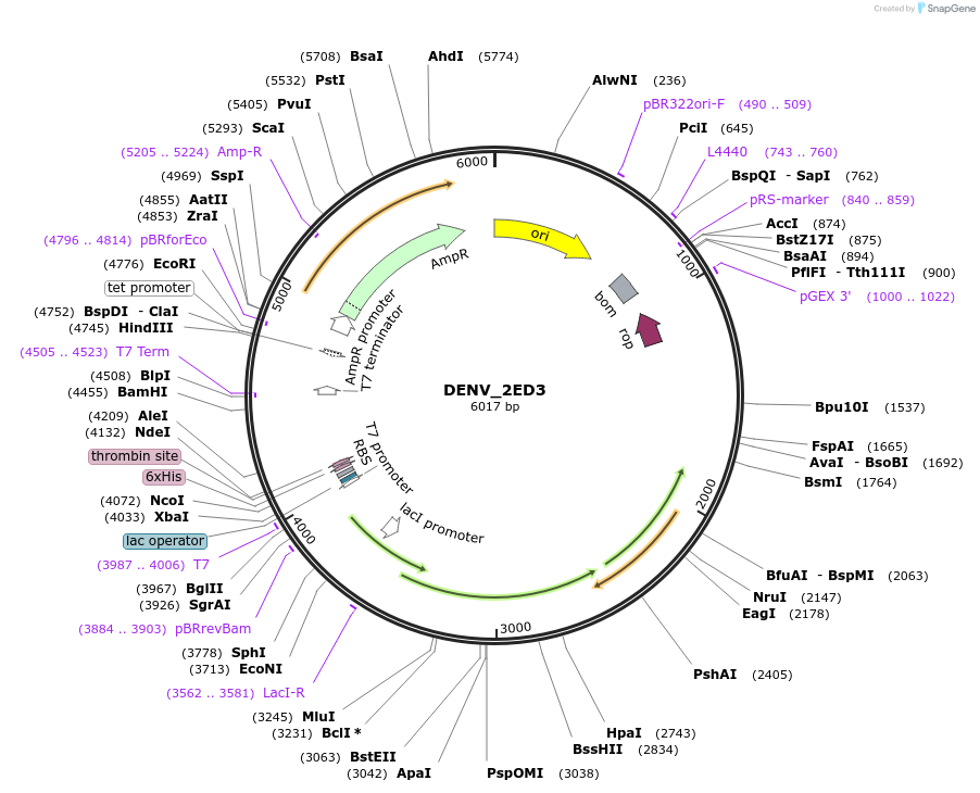251247-plasmid-map-sequence-id-508111