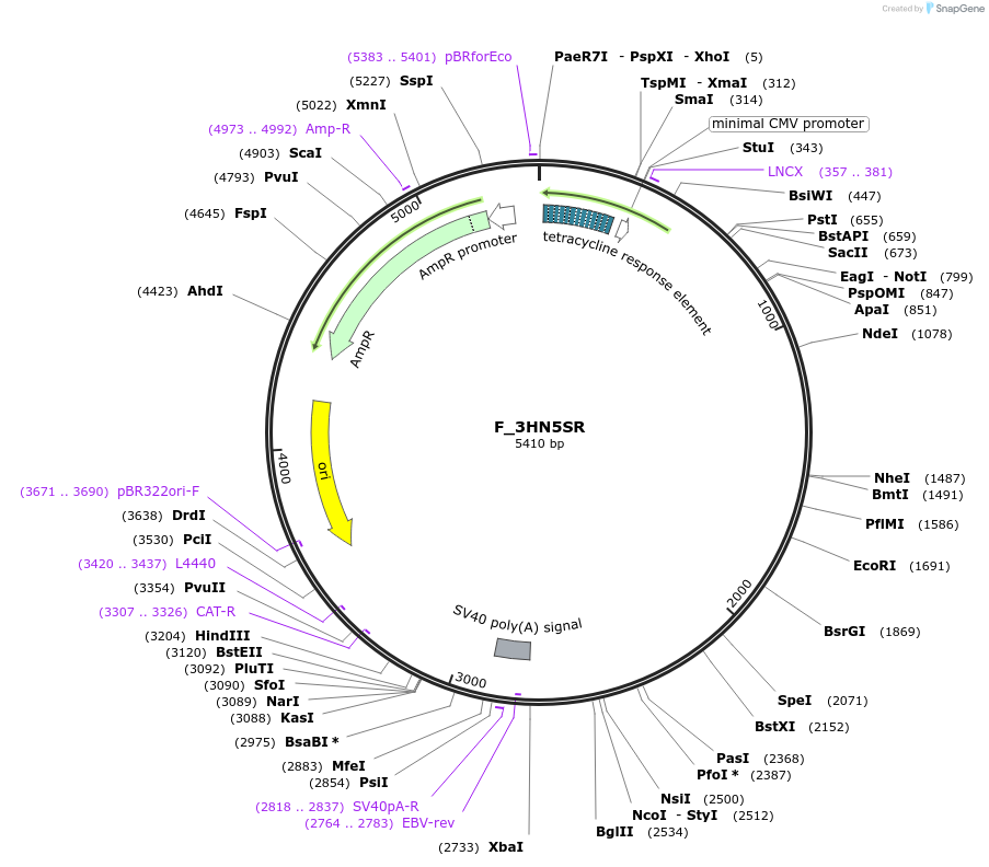 249785-plasmid-map-sequence-id-508112