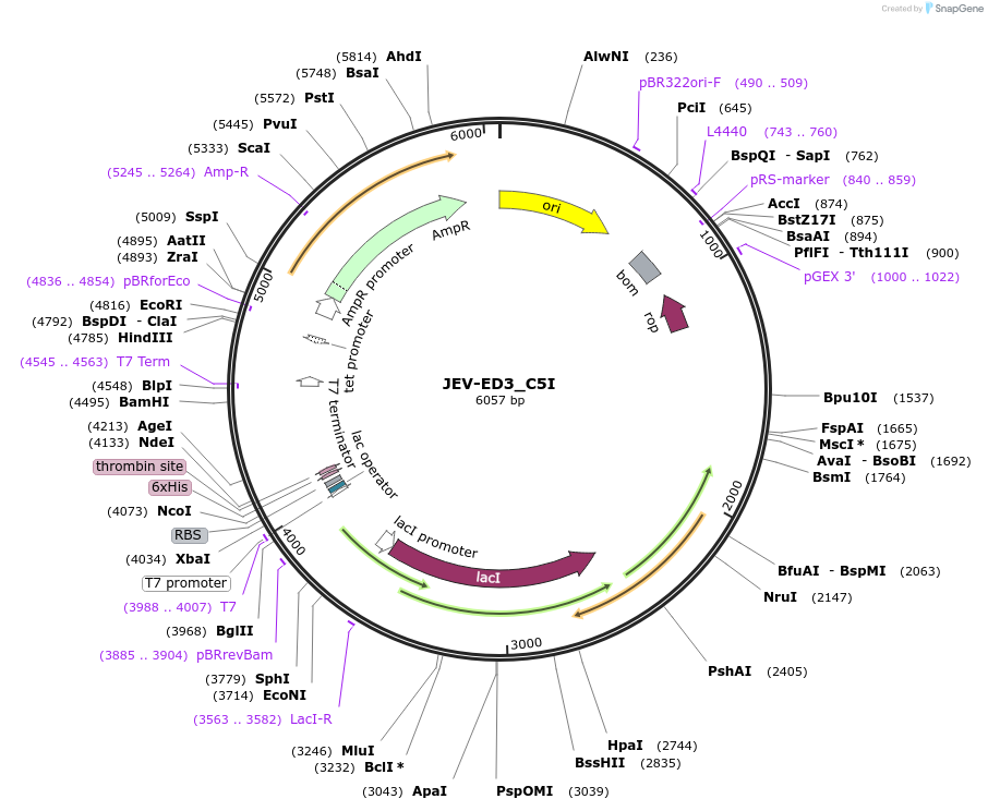 251260-plasmid-map-sequence-id-508114