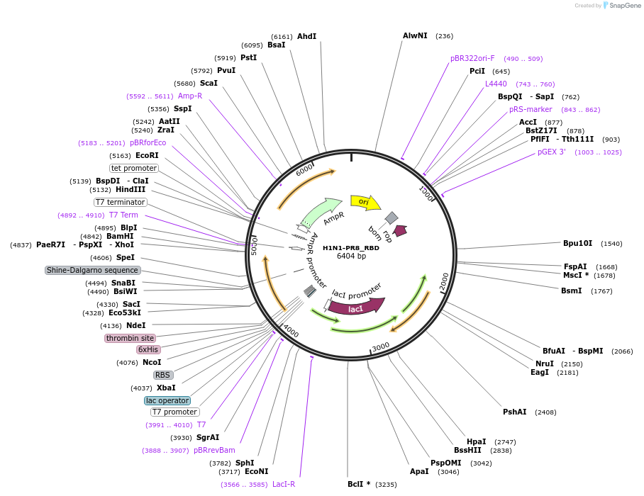 251261-plasmid-map-sequence-id-508116